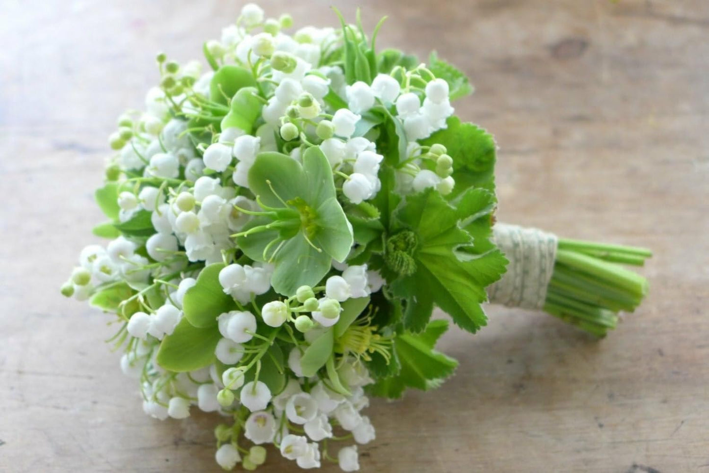 Live Plant - 5 Lily of The Valley Roots/Rhizomes, May Lily, May Bells - Convallaria majalis