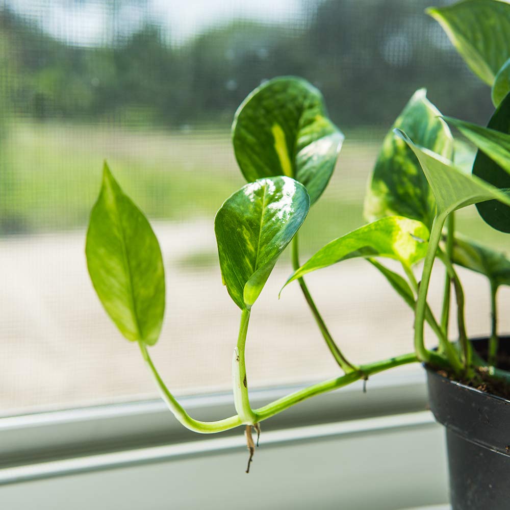 Perfect Plants Golden Pothos 6in. with Midnight Blue Pot | Epipremnum aureum Devil's Ivy | Easy Care Houseplant | Perfect for Low to Moderate Light Conditions | Air Purifying