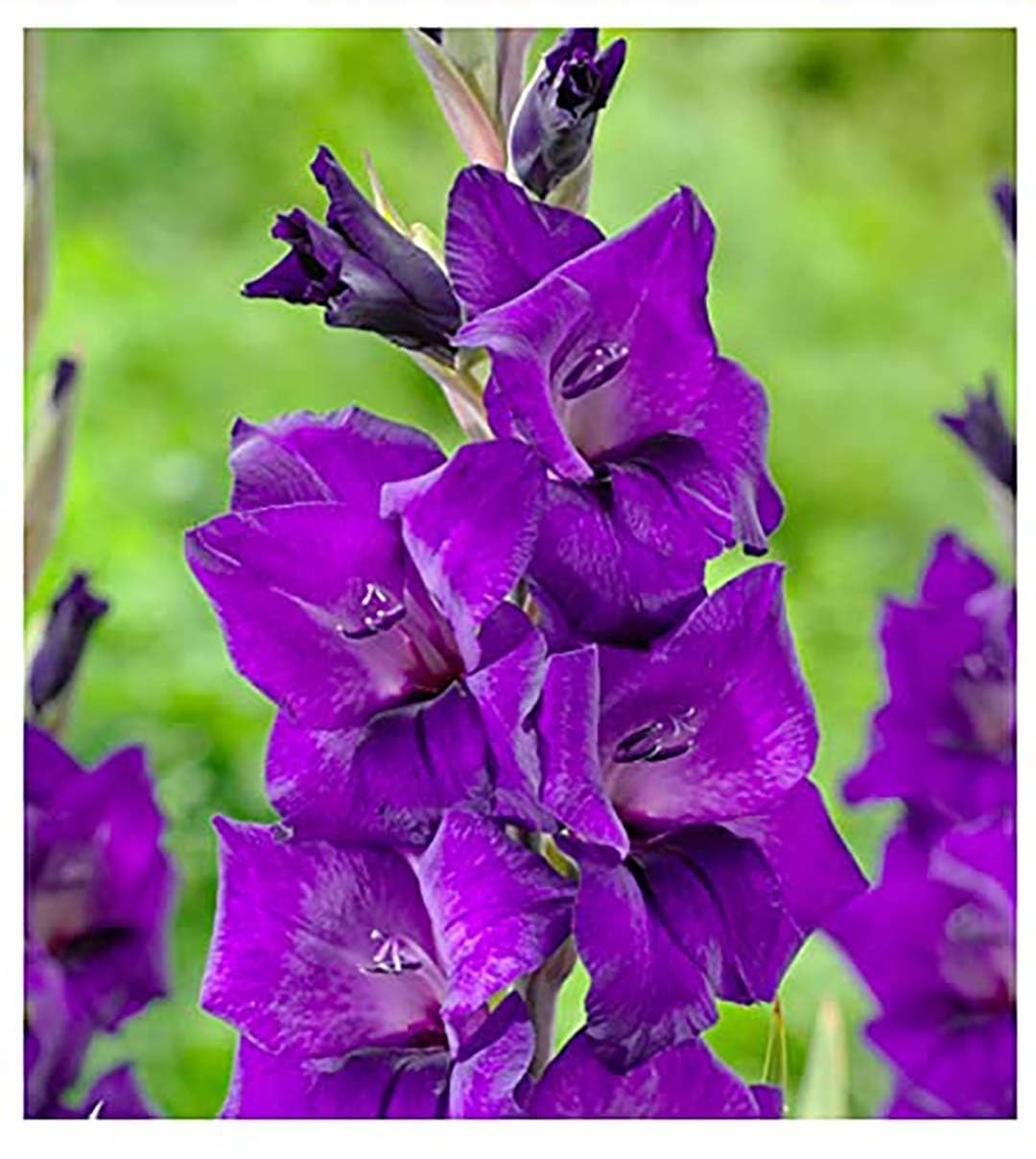 5 Rainbow Gladiolus Mix Bulbs