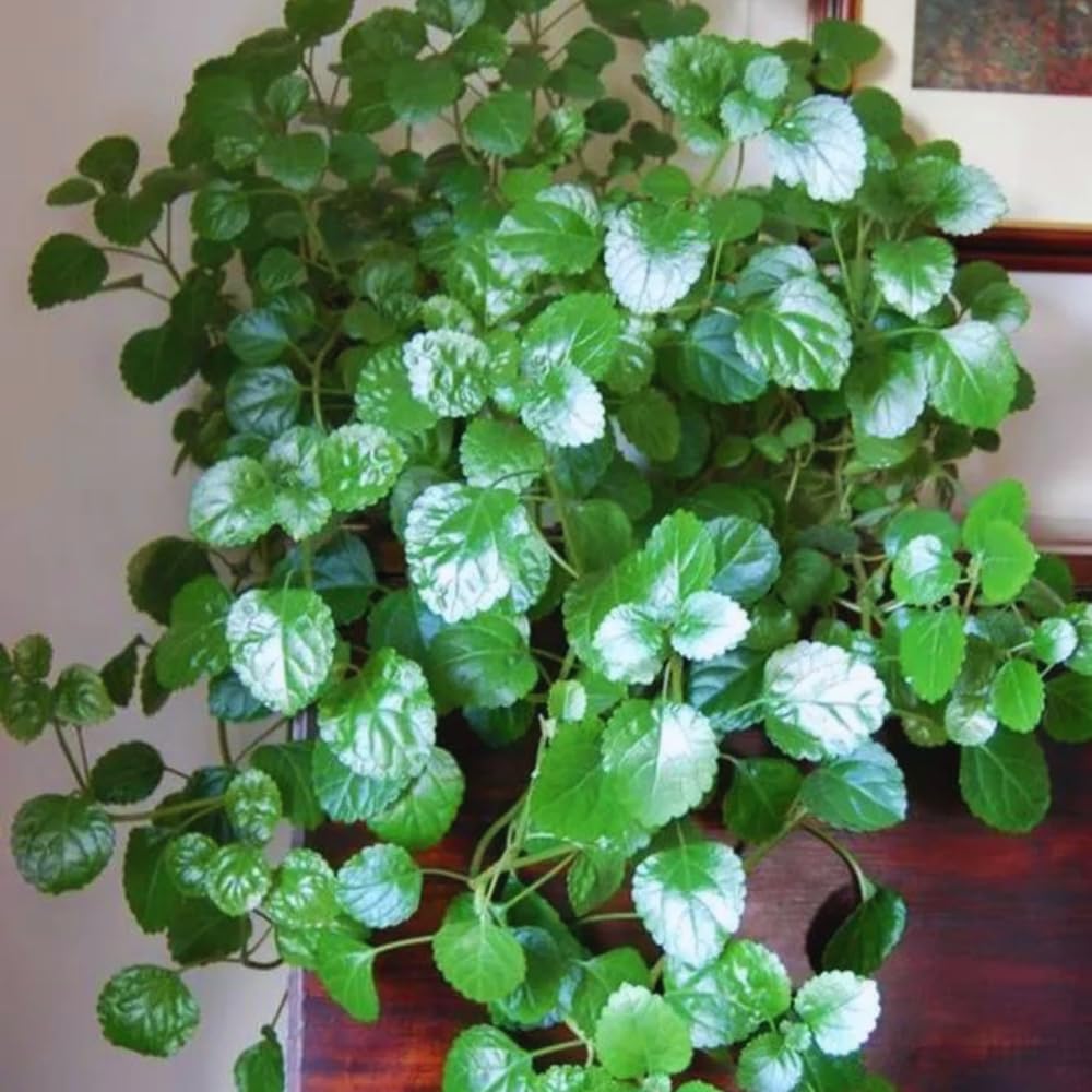 2 Green Swedish Ivy Plants, 3 Inc to 6 Inc Tall Seedling, House Plant Live, Live Swedish Ivy Plants, Swedish Ivy Live Plants