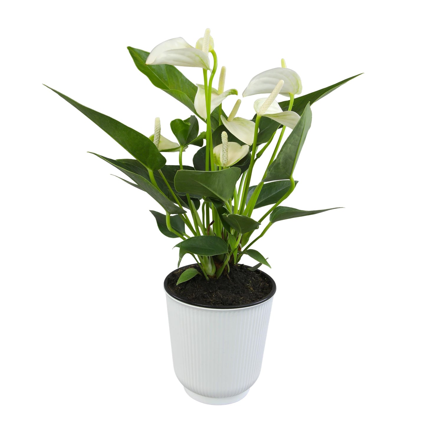 White Anthurium Live Sympathy Plant (Approx 11-14" Tall), Easy to Grow Flowering Houseplant in 4" White Decor Pot by Plants for Pets