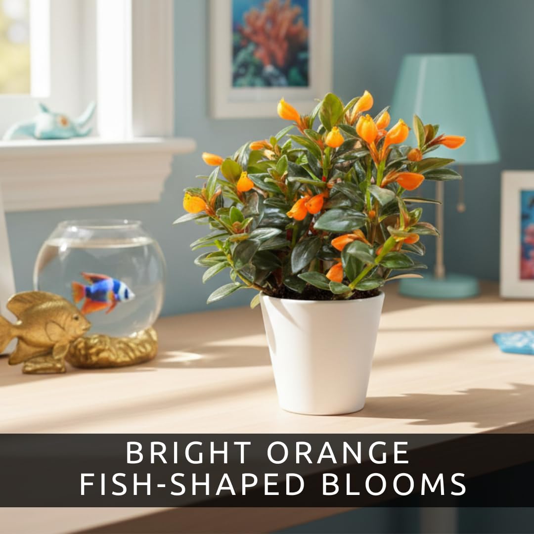 Orange Goldfish Plant – Compact 2-Inch Pot Starter – Indoor Trailing Houseplant with Bright Orange “Goldfish” Blooms – Easy-Care Plant for Desks, Windowsills, and Gift Giving