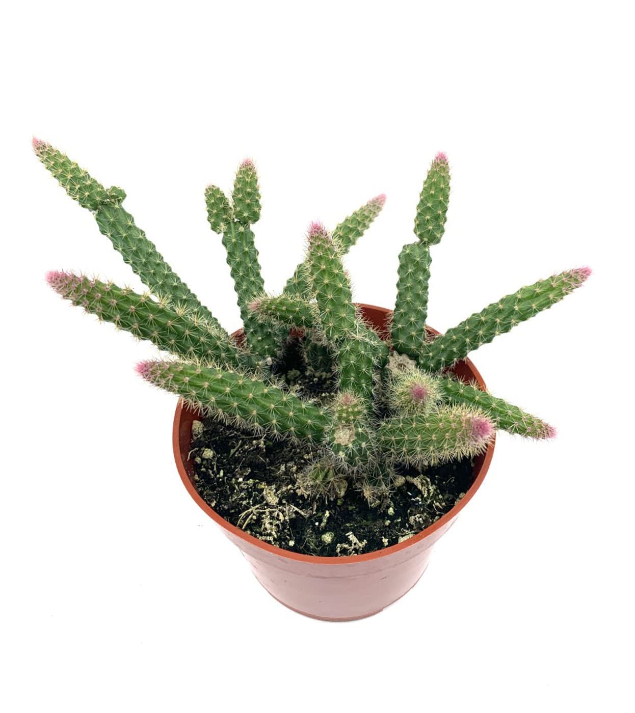 4" Rat Tail Cactus Rare Live Cactus Succulent Fully Rooted-Aporocactus Flagelliformis Live Plant. Easy to Grown Indoor/Outdoor.