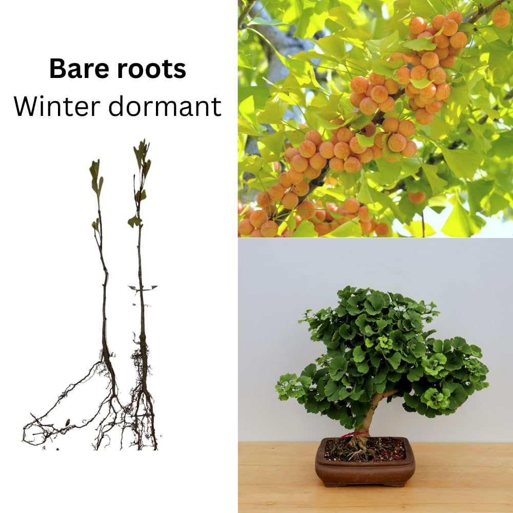 2 Ginkgo Trees Live Plants Seedlings, Hardy Ornamental Gingko Biloba Bare Roots 6-12'' Tall, Winter Dormant, Outdoor Planting