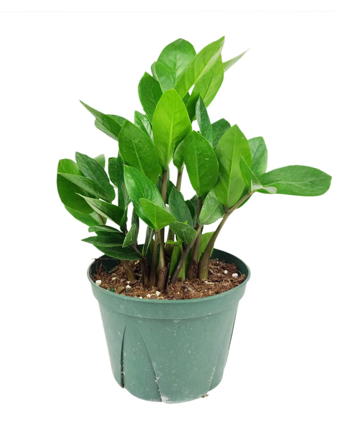 ZZ Plant (6" Grower Pot) - Low Light and Healthy Houseplant - Easy to Care, Easy to Grow Plants for Beginners - Live Healthy Houseplant for Home Office Decoration - Air-Purifying Indoor Plant