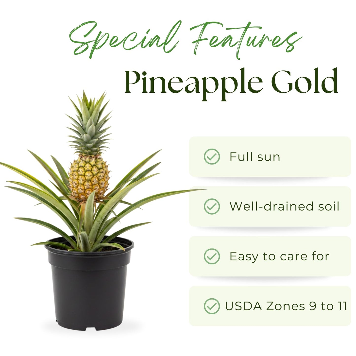 Pineapple Plant Live, Sweet Gold Pinapple Tree Live Plant, 4-6'' Tall for Outdoor Growing