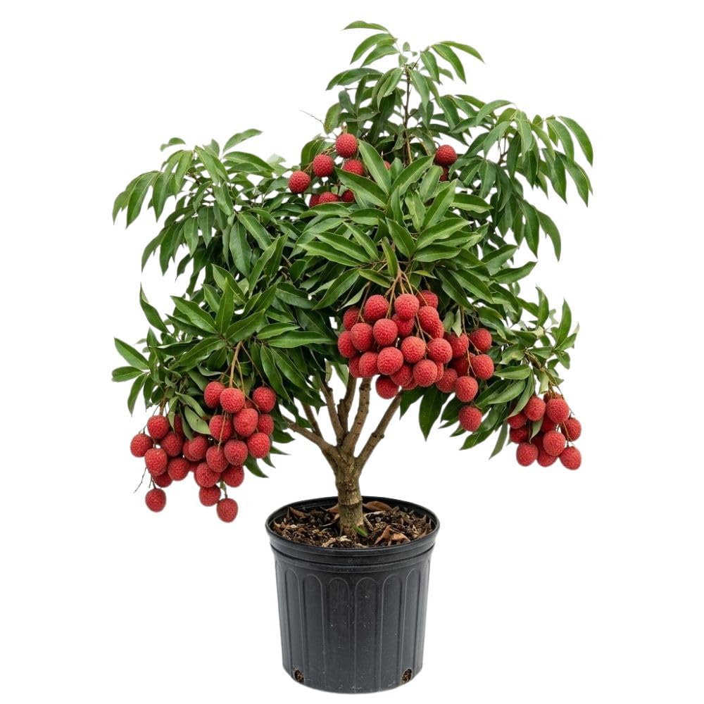 Lychee Tree Live Plant 3 Gallon 2-3 Ft Tall, Red Lychee Tree, Sweet Tropical Fruit Tree for Outdoor Growing, No Ship to CA