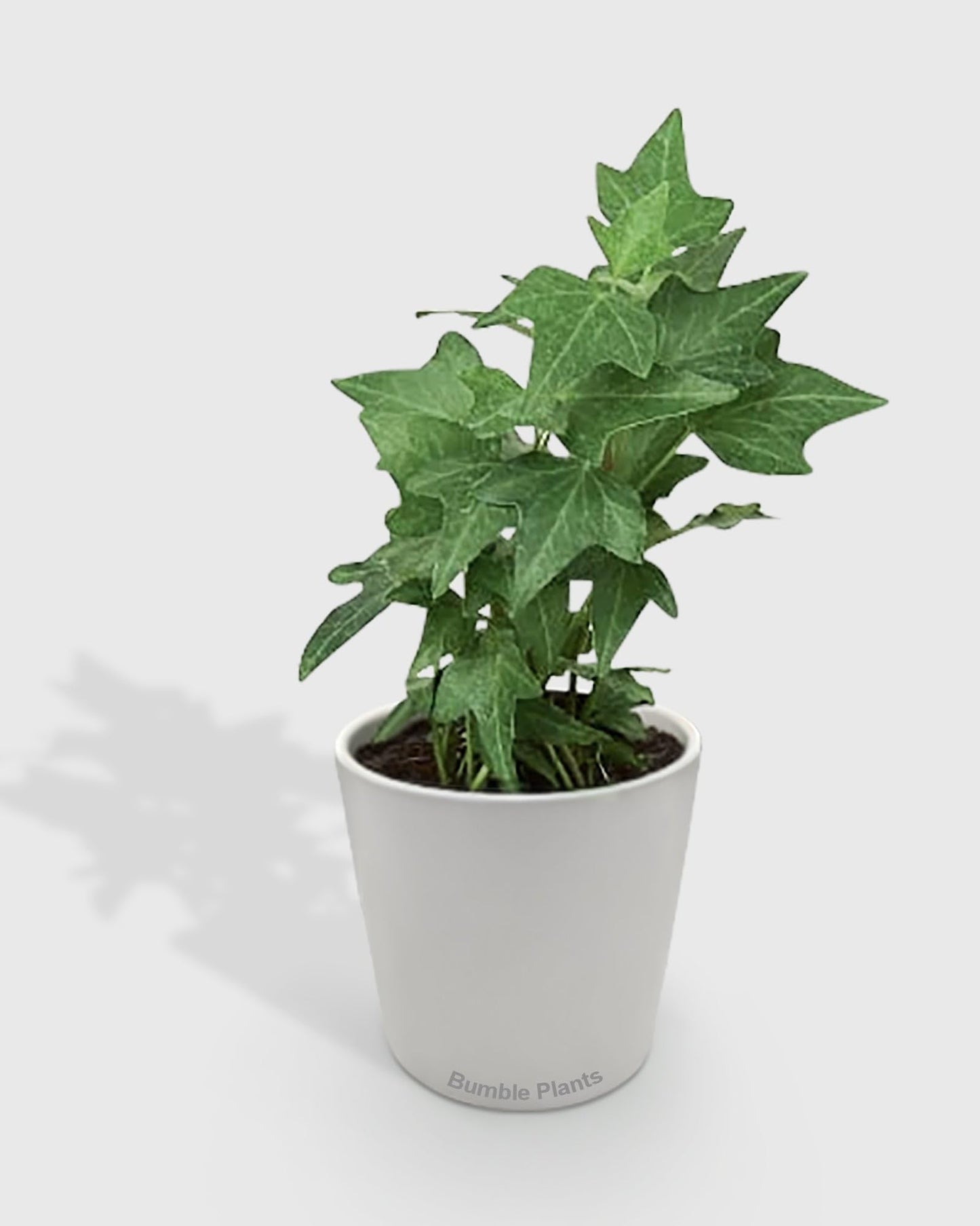Hedera Helix 'Green California' English Ivy-4" Pot/Nursery Pot - Live Plant Easy Care, Low Maintenance for Home Decor - Air Purification Houseplant