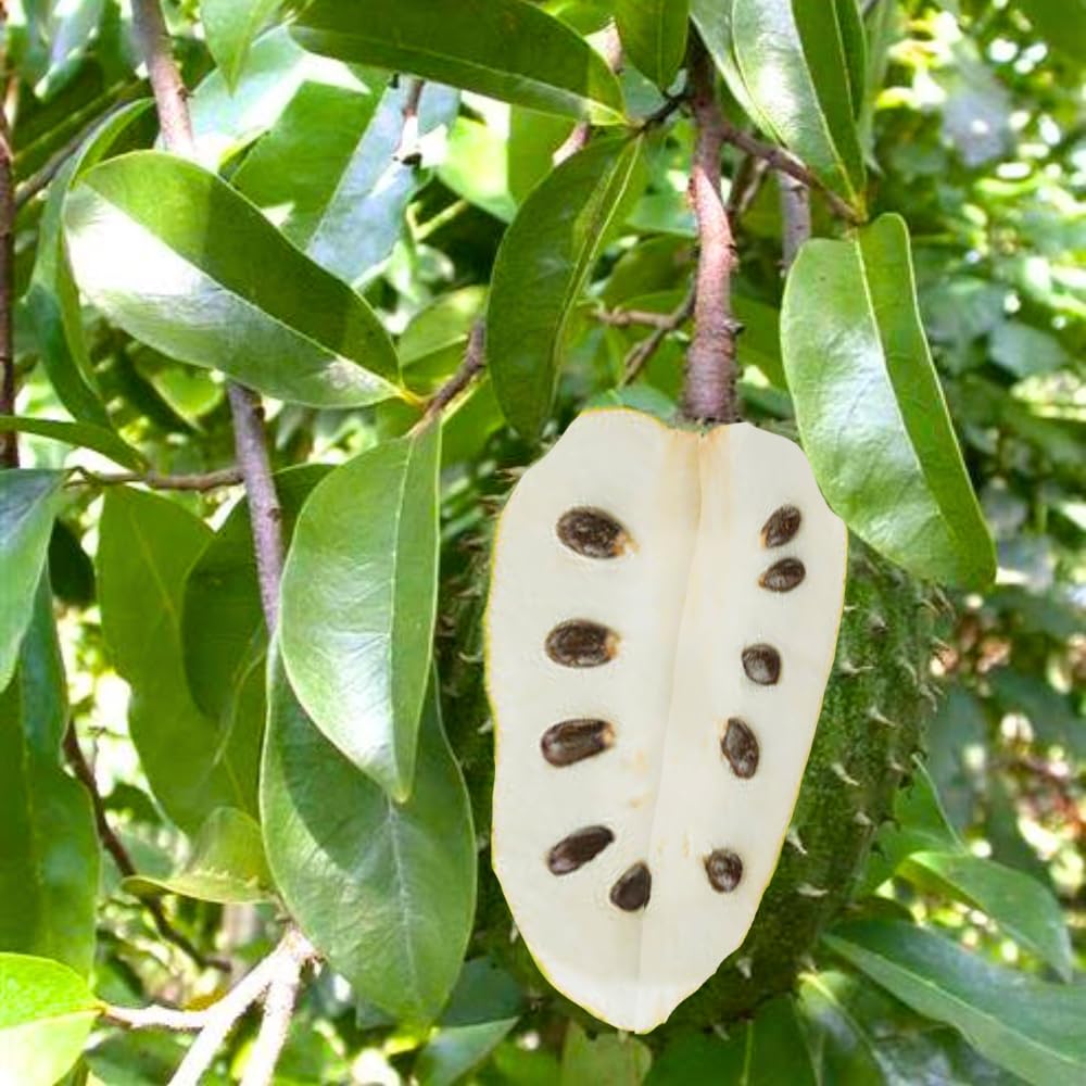 2 Years Old Soursop Tree Plant Live in 1 Gallon Pot, 2-3 Feet Soursop Trees Seedling Tropical Fruit, Sweet Annona Muricata Guanabana for Outdoor Planting, Can not Ship to California