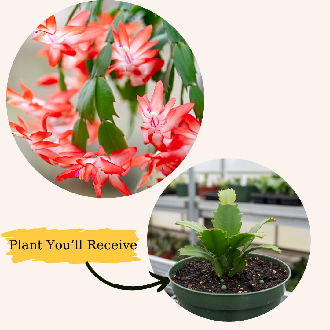 Sunset Orange Christmas Cactus Plant Live | 4 to 7 Inch Tall Potted Indoor Decorative Plant for Home & Office | Live Christmas Cactus Plants Houseplants | Christmas Hanging Baskets for Outdoors
