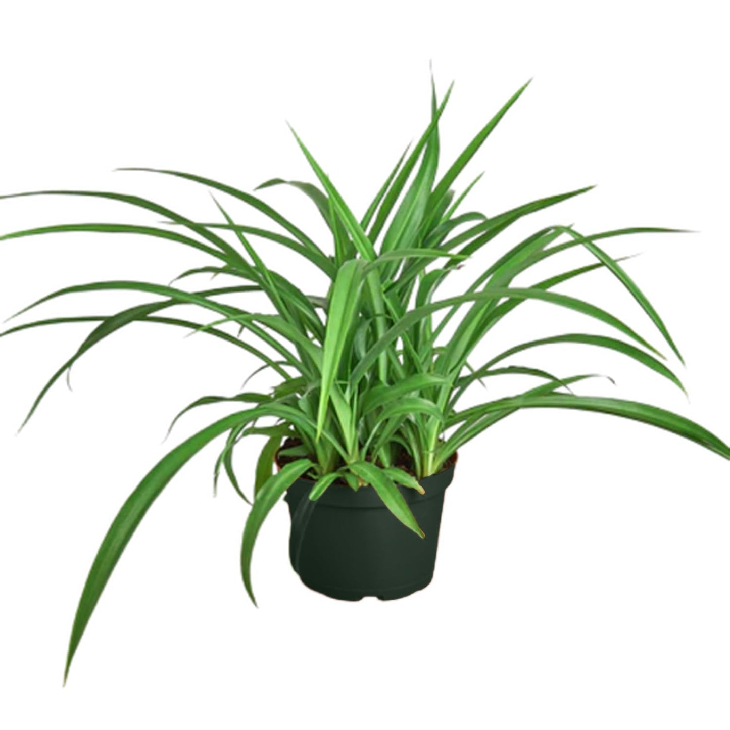 Solid Green Spider Plant Large Size - Low Maintenance, Air-Purifying, Thrives in Home & Office - Perfect for Plant Enthusiasts - Live Houseplant in Potting Soil (1)
