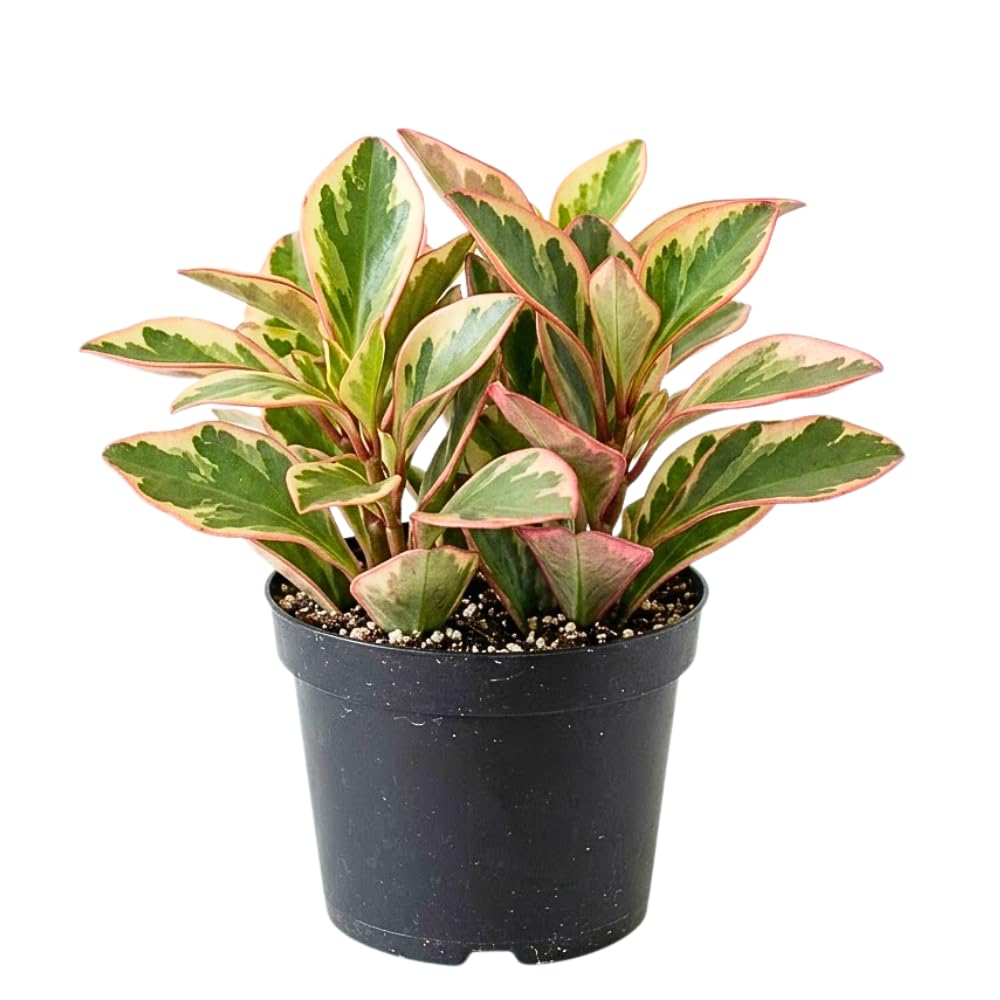 Peperomia Rainbow Plant Live, Variegated Foliage Indoor Houseplant, 4-7 Inches in Height, 3.5 Inch Pot for Planting
