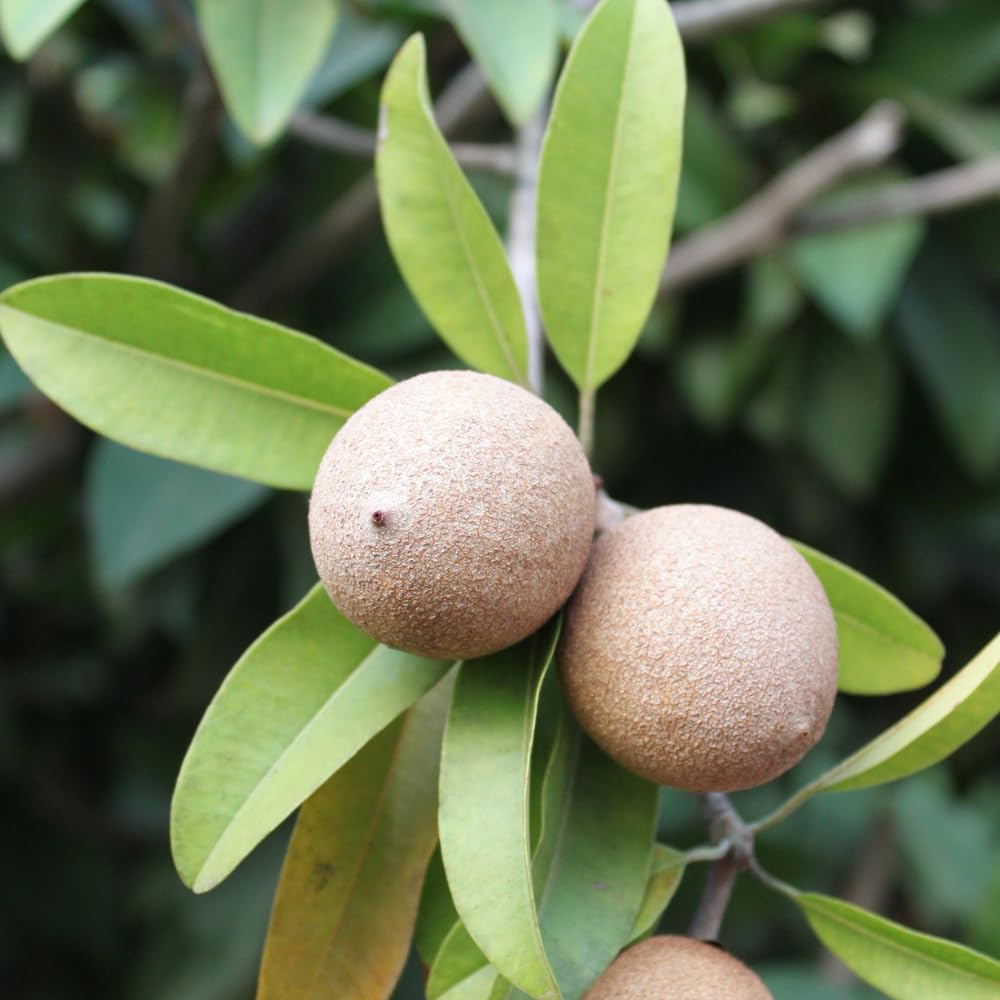 Sapote Tree Live Plant, Sapodilla Live Tropical Fruit Tree, 2 to 3 Feet Height, Ready for Planting in One Gallon Pot