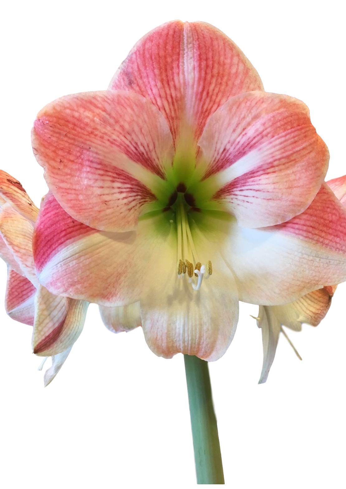 2 Amaryllis Apple Blossom Huge Bulb 28-36cm! Great Holiday Gift! Easy Grow Bulbs!