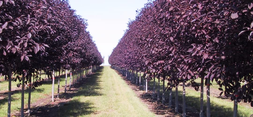 30 Purple Chokecherry Tree Seeds for Planting - Shubert Chokecherry, Prunus virginiana Shubert