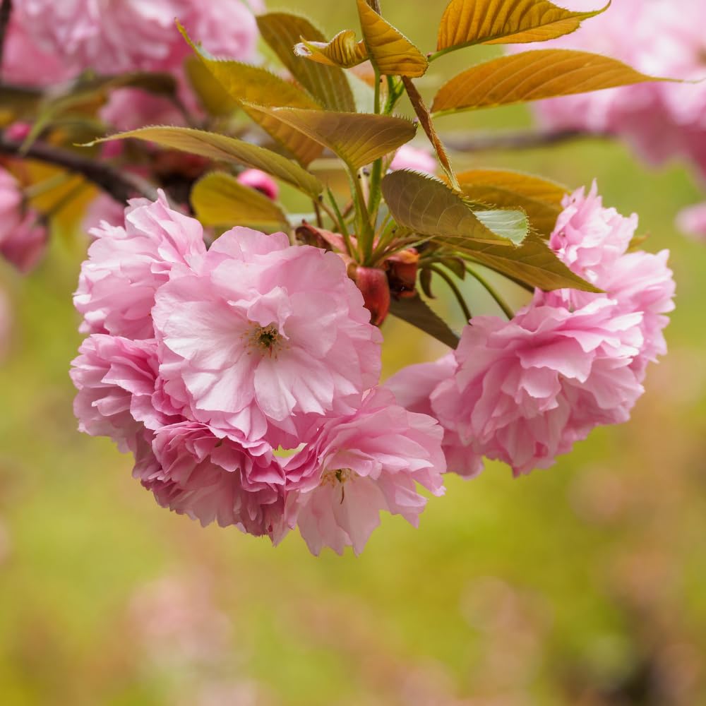 Double Pink Cherry Blossom Tree Plant, Live Cherry Blossom in Pot, 8 to 12 Inch Tall Pink Cherry Blossom Flowers Live Plant, Cherry Blossom Tree Live in Pot, Cherry Flower Starter Plant