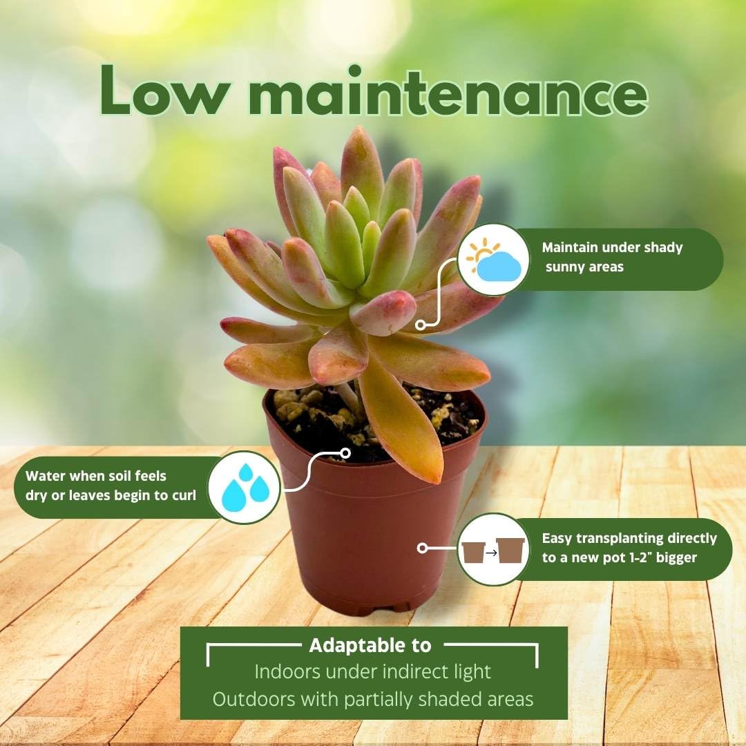 BubbleBlooms Succulent Assortment 2 inch Set of 6, echeveria, kalanchoe and More Variety
