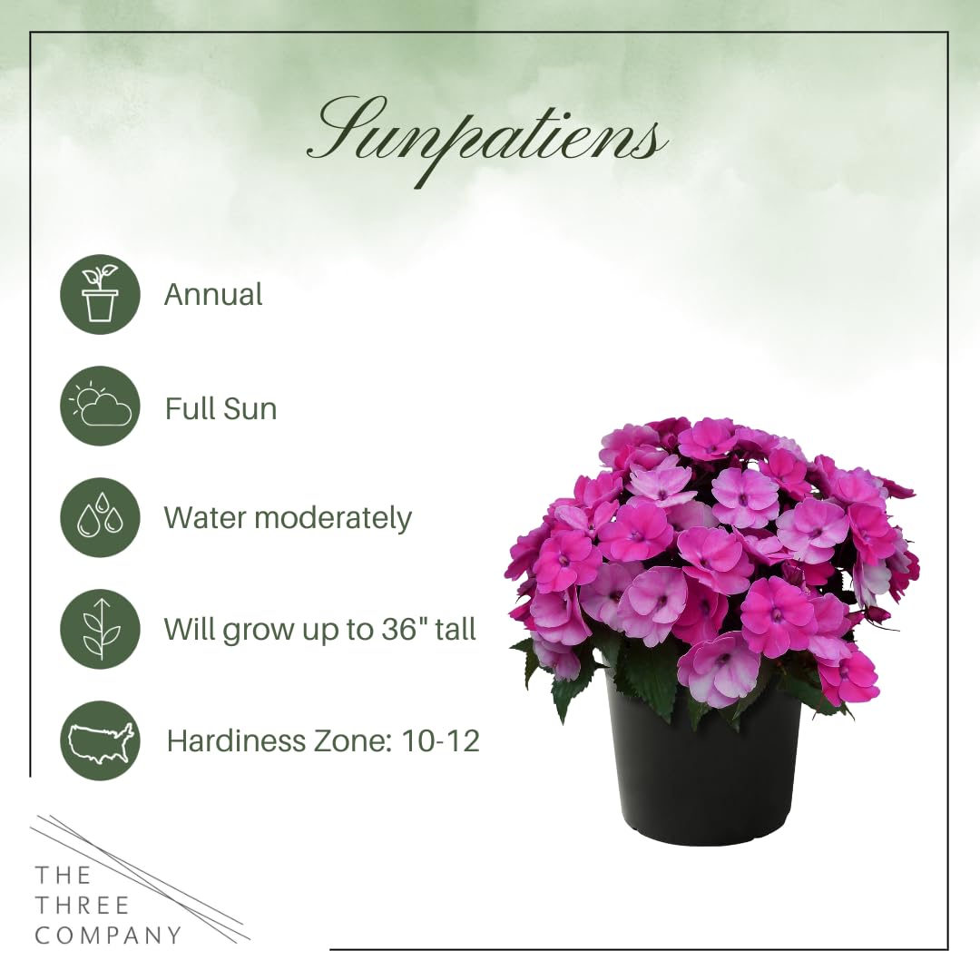 Live Flowering Sunpatiens - Purple (2 Plants Per Pack), Beautiful Annual Summer Color, 10" Tall by 6" Wide in 1 Quart Pot