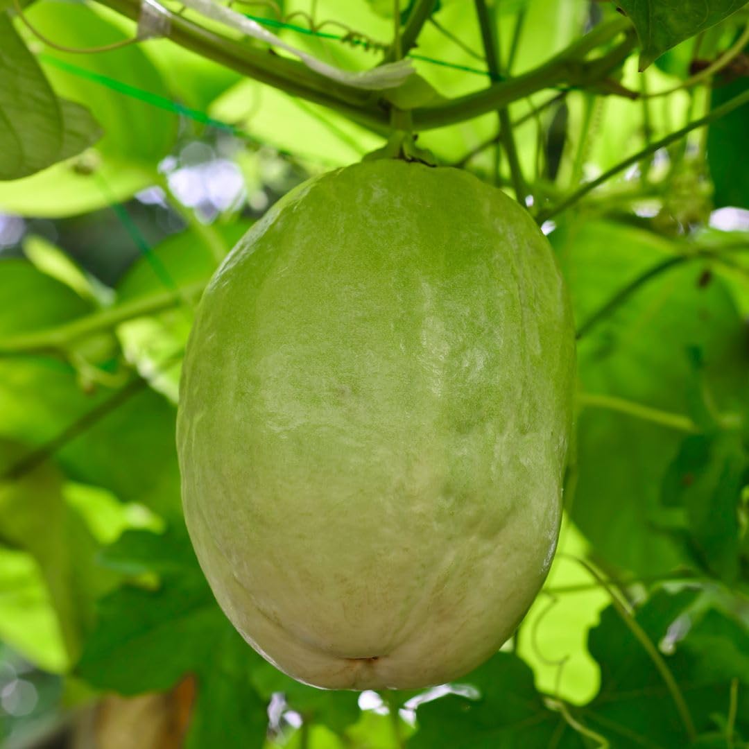 Passion Fruit Giant Granadilla (4 Pack) Live for Sale | Easy to Grow Plants | Edible Fruit Plant for Sustainable Living | Grow Your own Food on Your Edible Organic Garden| Live for Planting|