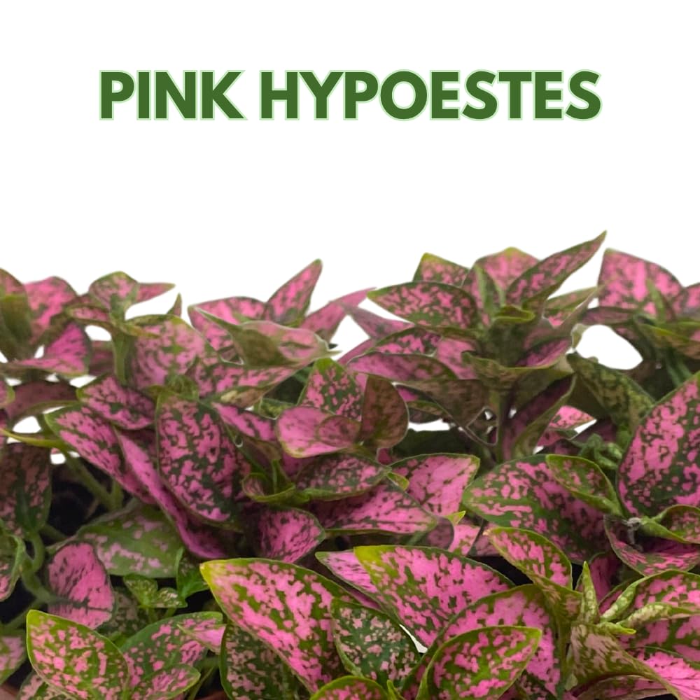 BubbleBlooms Pink Hypoestes phyllostachya 2 inch Set of 3 Flamingo Polka Dot Plant Tiny Mini Pixie Plants