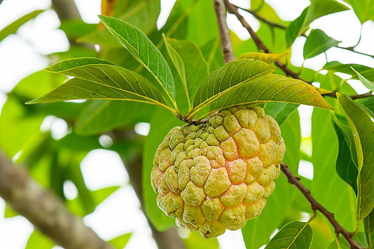 Sugar Apple Tree Live Plant, 5 to 9 Inc Tall, Tropical Custard Apple Fruit Tree, Well Rooted