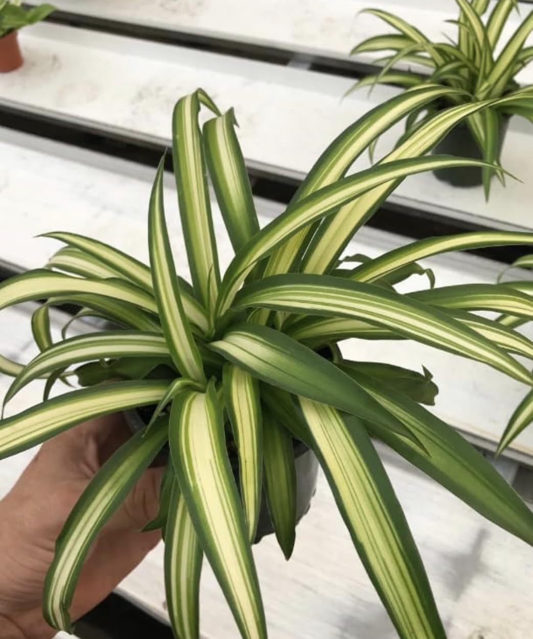 Spider Plant - Easy Grow/Cleans The Air - 6 inch Pot Live Plant BSBD