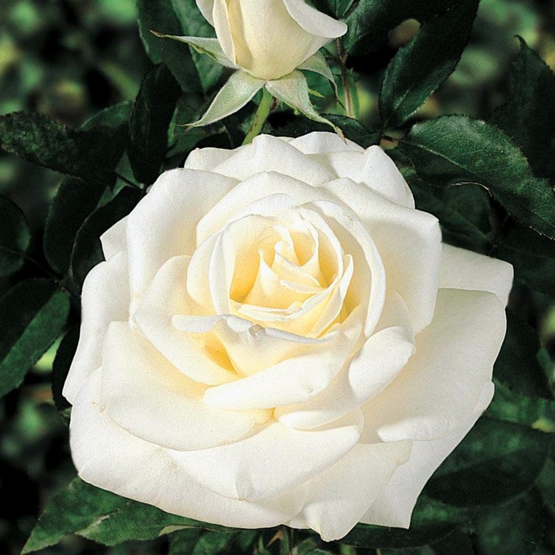 Rose Live Plant for Planting, Fragrant Rose Bush, 5-10” Tall, Ready to Grow Flowering Shrub for Outdoor Garden Beds and Containers (White Rose)