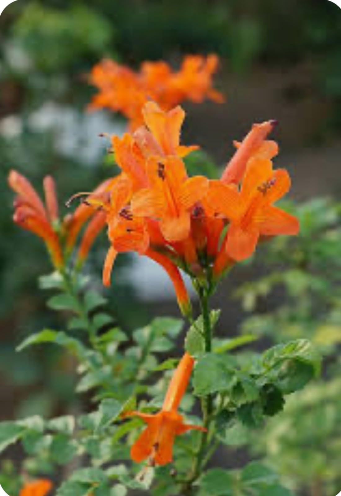 Live Plant - Cape Town Orange Tecomariasmall Rooted Starter Planthummingbird Heaven!