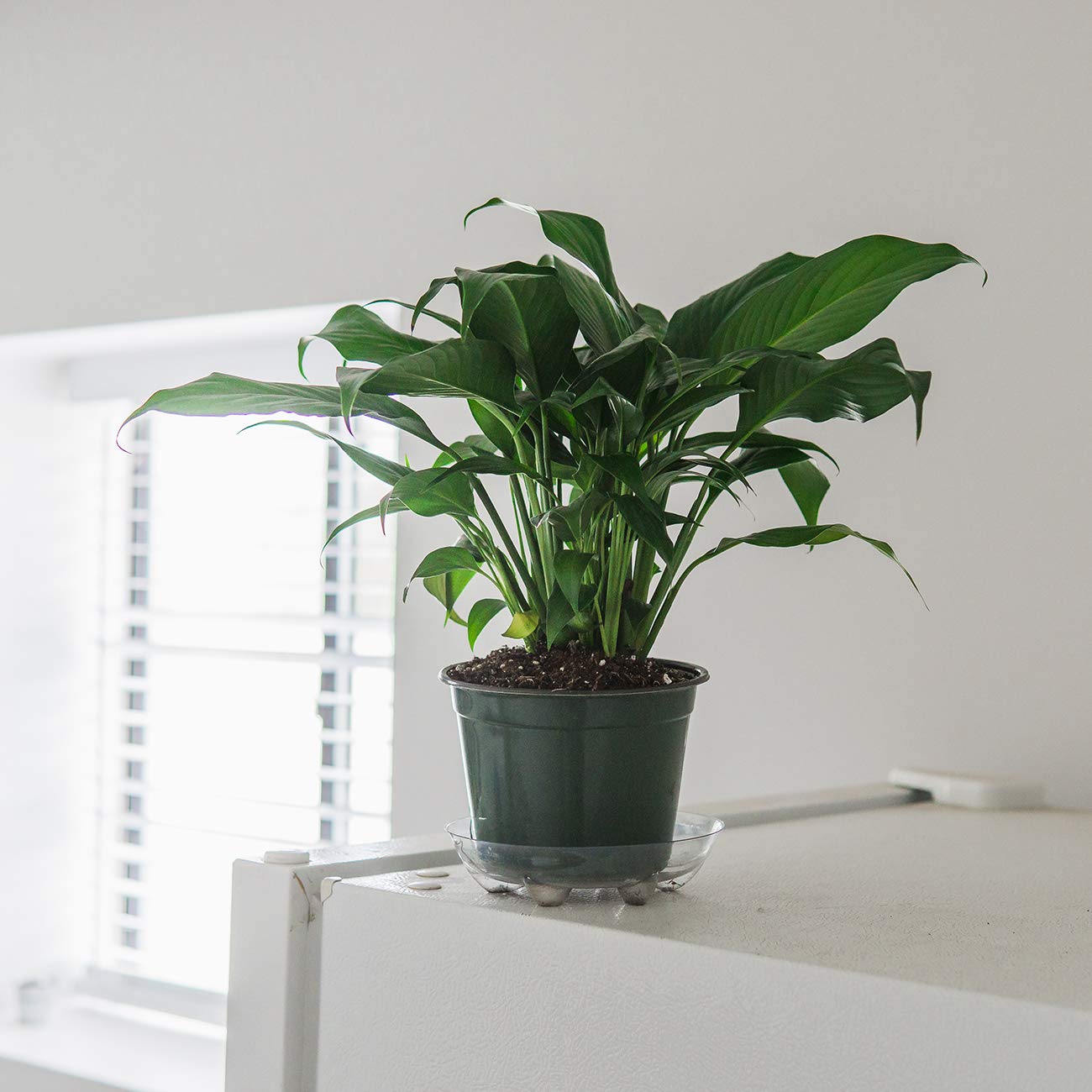 PERFECT PLANTS Peace Lily | Spathiphyllum | 15in. Tall | Easy Care Houseplant | Perfect for Moderate to Bright Light Conditions, 6 in. Grower's Pot, | Air Purifying