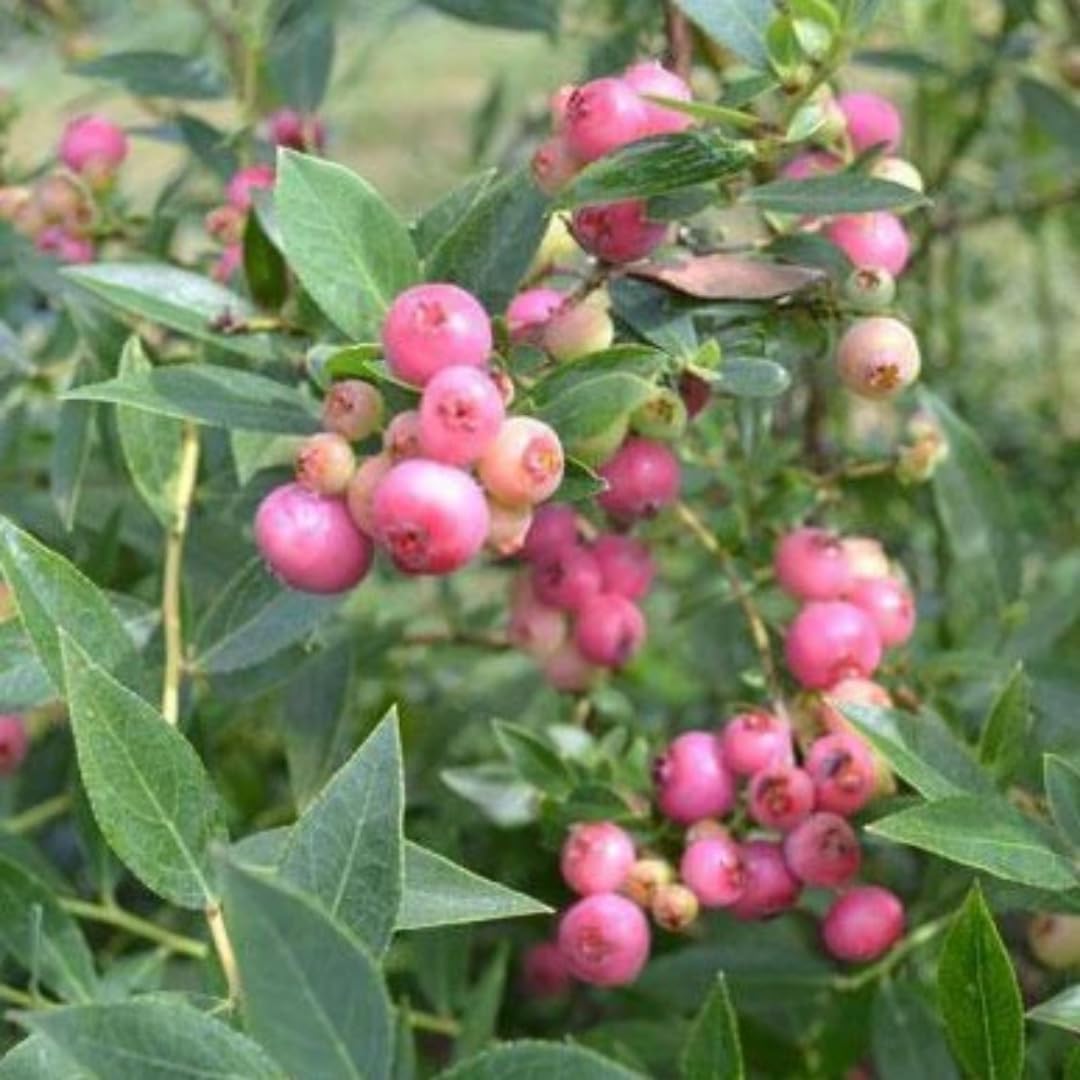 Pink Lemonade Blueberry Bush Live Plant, 1-2 Ft Tall, Hardy Blueberry Plant in 1 Gallon Pot, Well-Rooted Fruit Plant, No to CA