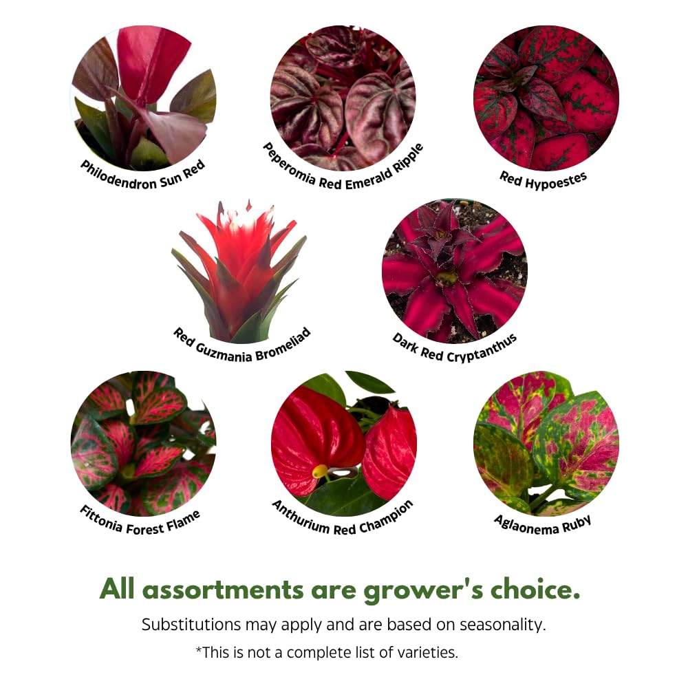 BubbleBlooms Red House Plants Foliage Assortment Set of 3 in 4 inch pots