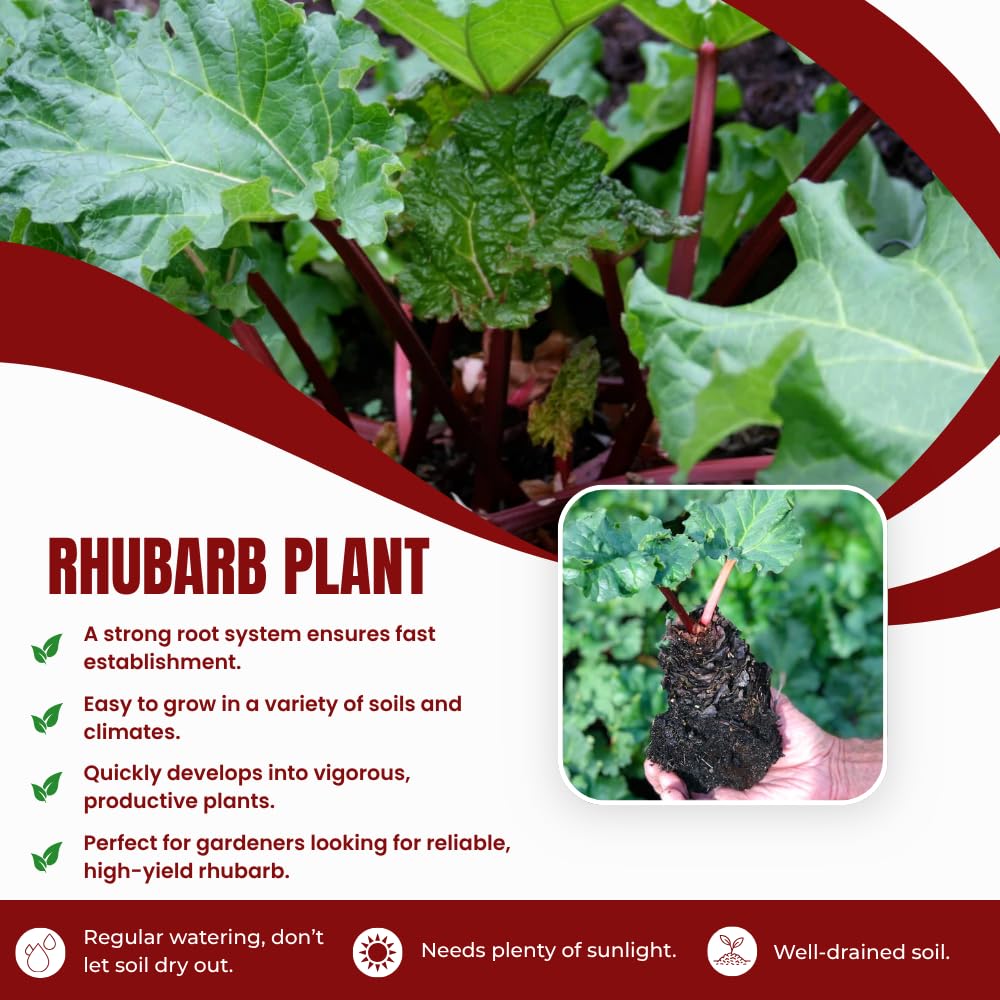 Pack 5 Rhubarb Crowns Extra Large (XL Size) Fast-Growing, Rhubarb Root Division Plant, High Yield, Rich Flavor, Red Stalks
