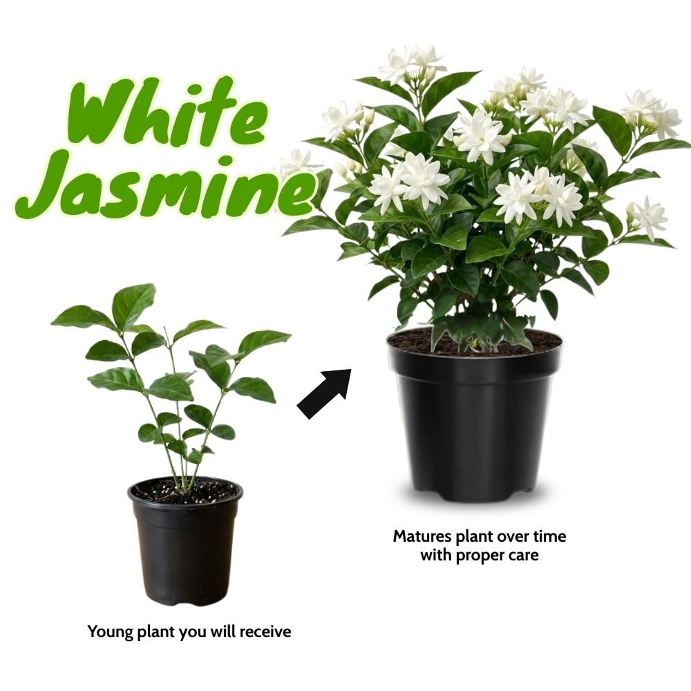 Live White Jasmine Plant 4–8 Inches Tall, Jasmine Sambac Plants, Fragrant Flower Vine Live Plant Indoor Outdoor Garden