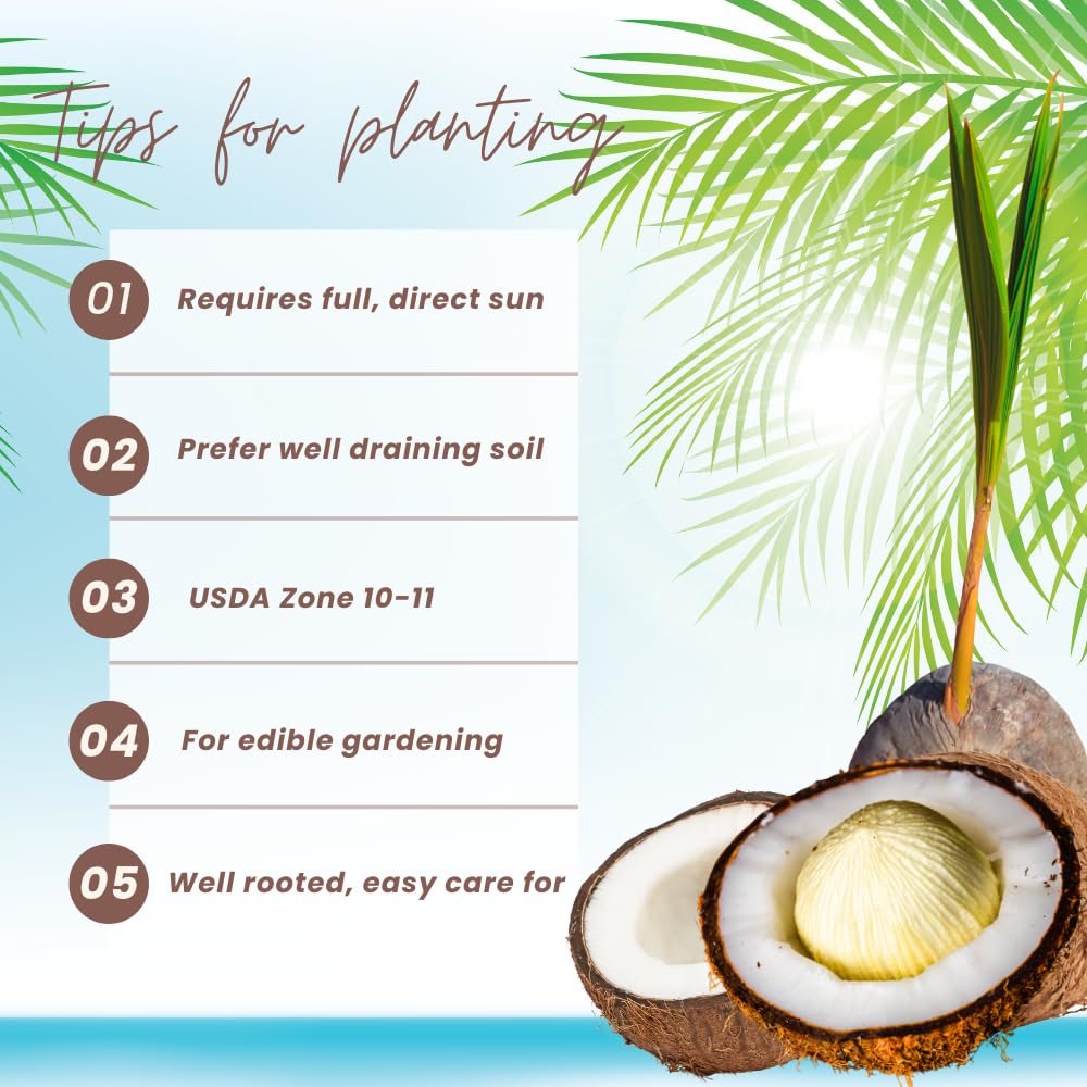 Yellow Coconut Tree Live Plants, Live Sprouted Coconut for Edible Gardening, Sweet Tropical Fruit Tree for Zones 10-11, 6-8 Inch Tall