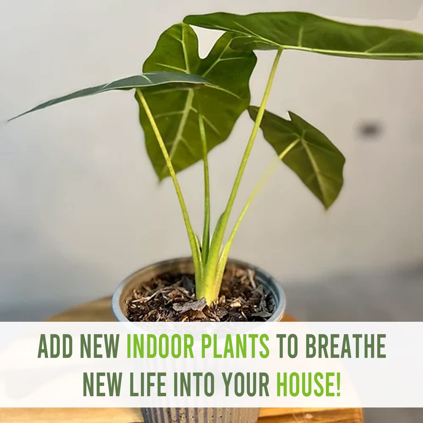 LEAL PLANTS ECUADOR Alocasia Micholitziana Exotic Green Velvet Zebra Plant | Live Indoor Houseplant | Elephant Ear Houseplant for Home Décor | Green Velvet Alocasia | Taro Plant