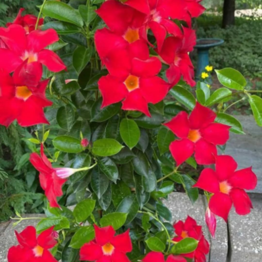 2 Red Mandevilla Plants Live for Garden, 4 Inc to 6 Inc Tall, Mandevilla Plants Live, Mandevilla Vine Plant, Mandevilla Plant