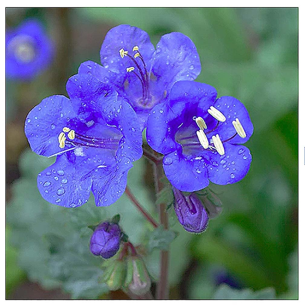 3,000+ California Bluebells Wildflower Seeds - California Native Wildflower - Nemophila Menziesii S