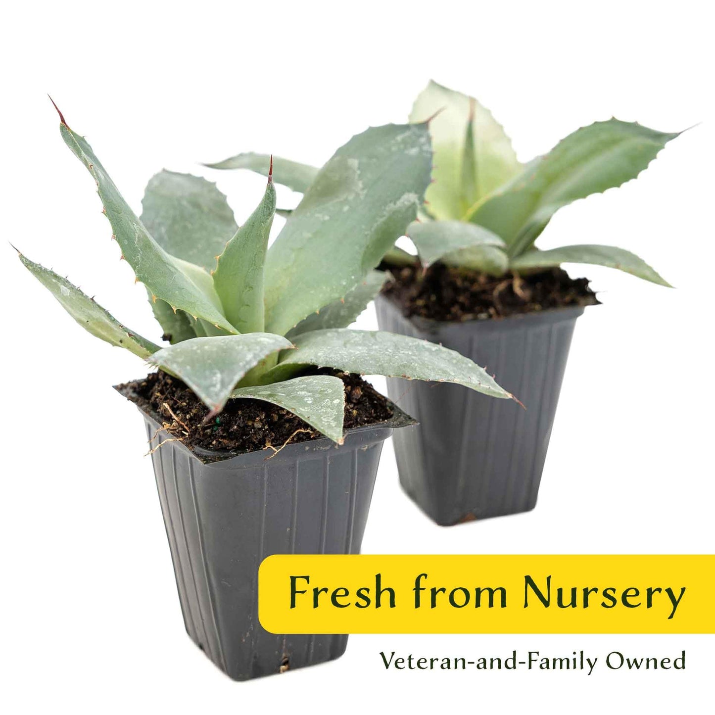 2 Artichoke Agave Succulents (Agave parryi VAR. truncata) | Live Evergreen Plant with Blue-Gray Rosette Form | Drought-Tolerant & Cold-Hardy for Landscaping, Rock Gardens & Containers in 3.5" Cubes