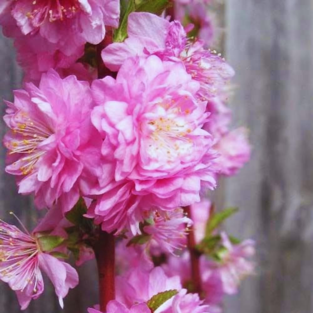 Flowering Almond Plant Tree Live, Flowering Plum Bush Live Ornamental Plant Double Pink Flower, 7 to 12 Inc Tall, Quart Potted