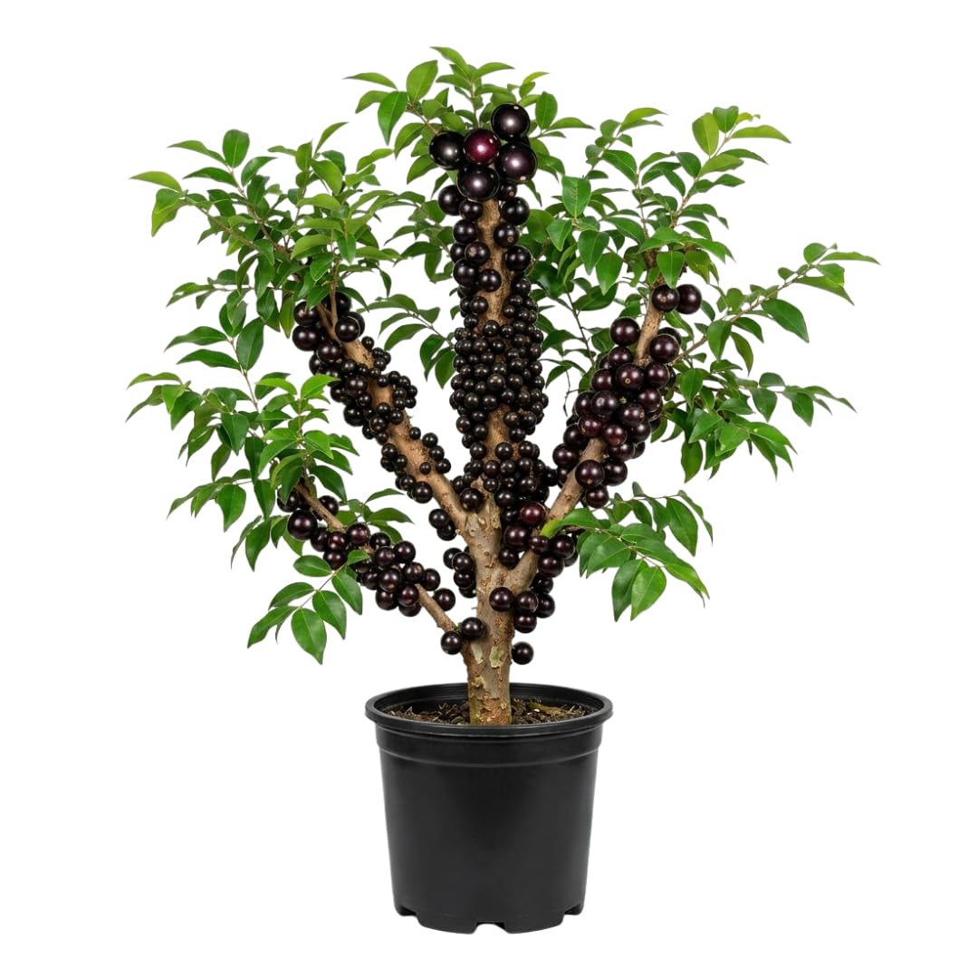 Black Jaboticaba Tree Plant Live, Well Rooted 2 to 3 Feet in Tall in Gallon Pot, Ready to Bear Fruit, No CA,Jabuticaba Fruit Trees