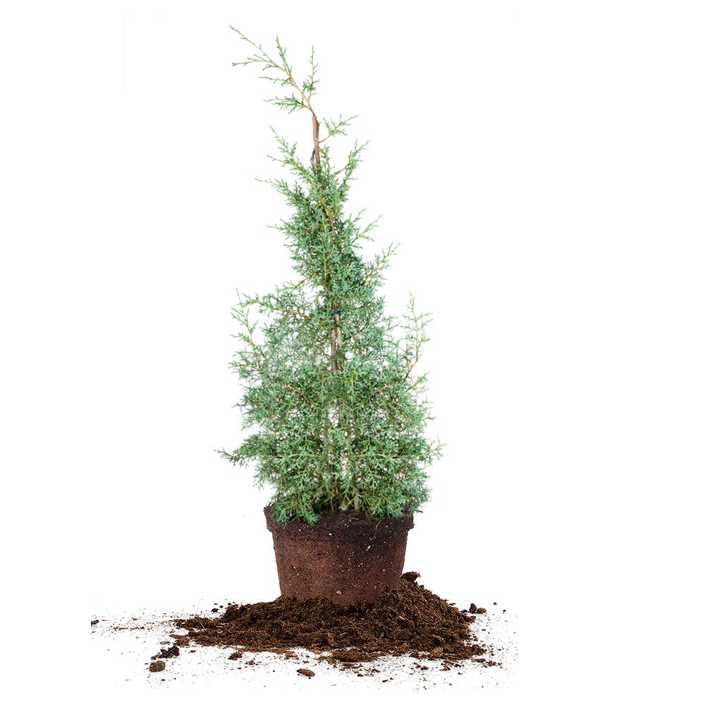 Perfect Plants Carolina Sapphire Cypress 3 Gal. | Privacy Tree, Silvery Blue Green Needle-Like Foliage| Evergreen Wind Barrier