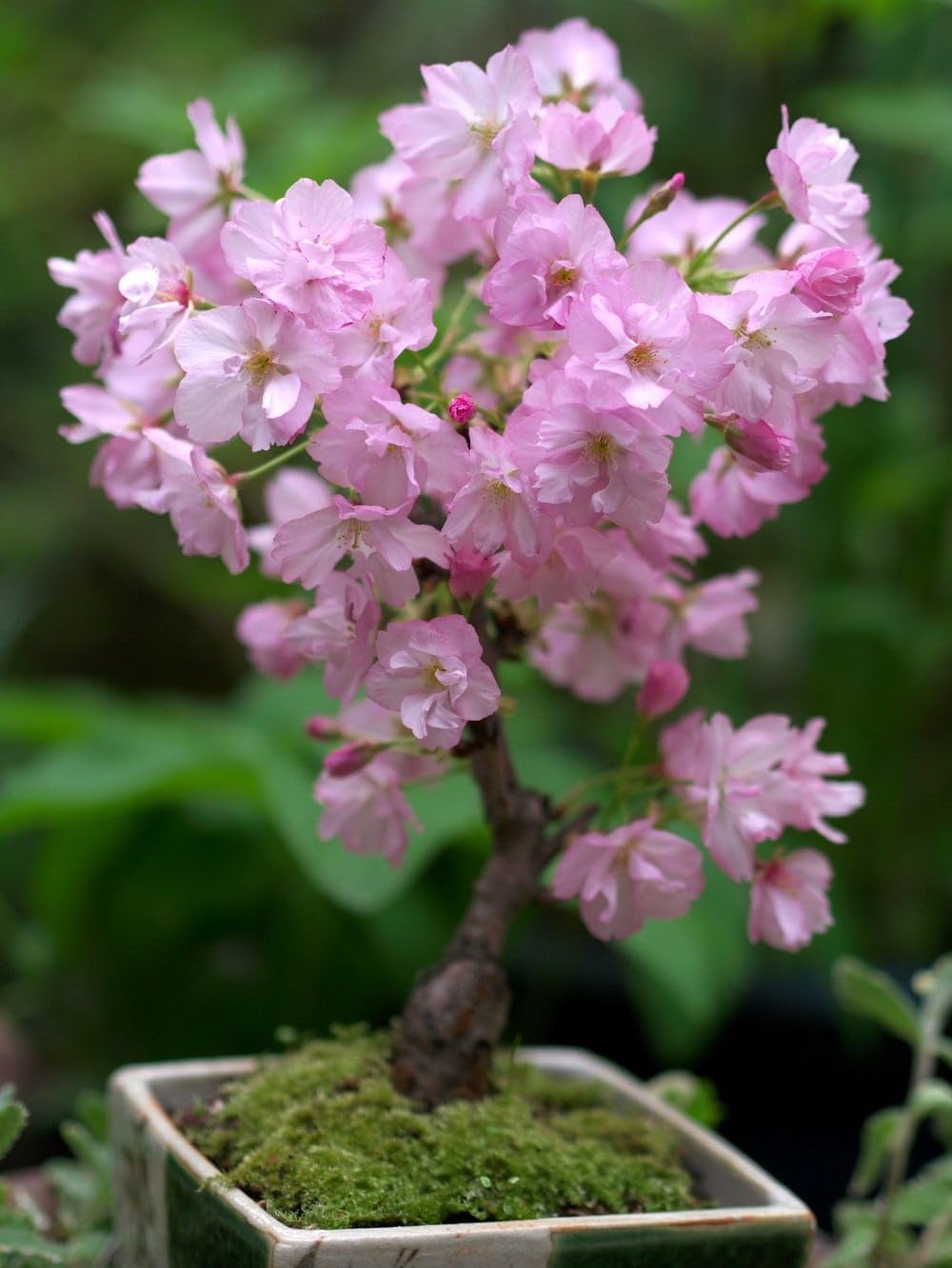 Dwarf Bing Cherry Tree Seeds, Sweet Edible Fruit, 10 Seeds, Container Growing.Limited Supply Order Now!