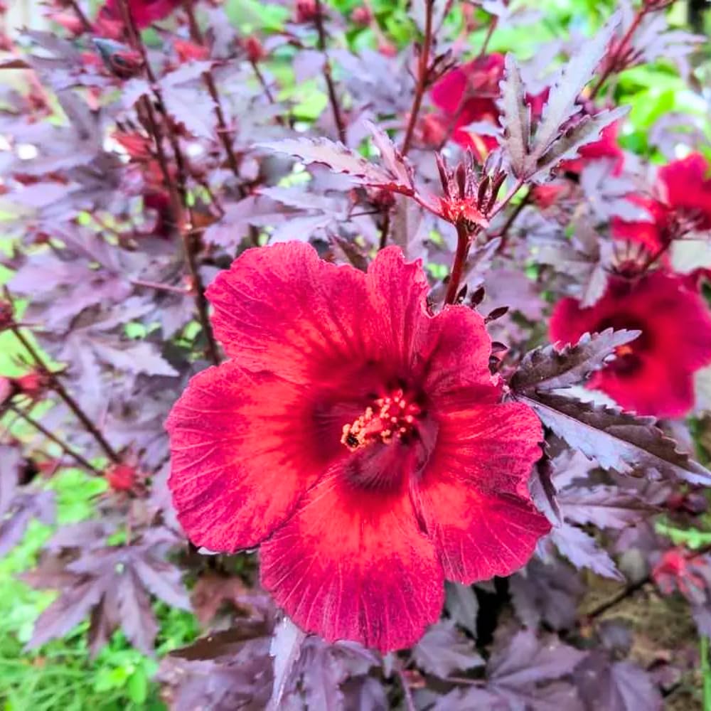 2 Cranberry Hibiscus Plants Live, 4-7 Inches Tall, Edible Foliage Plant, Red Burgundy Hibiscus Flowers