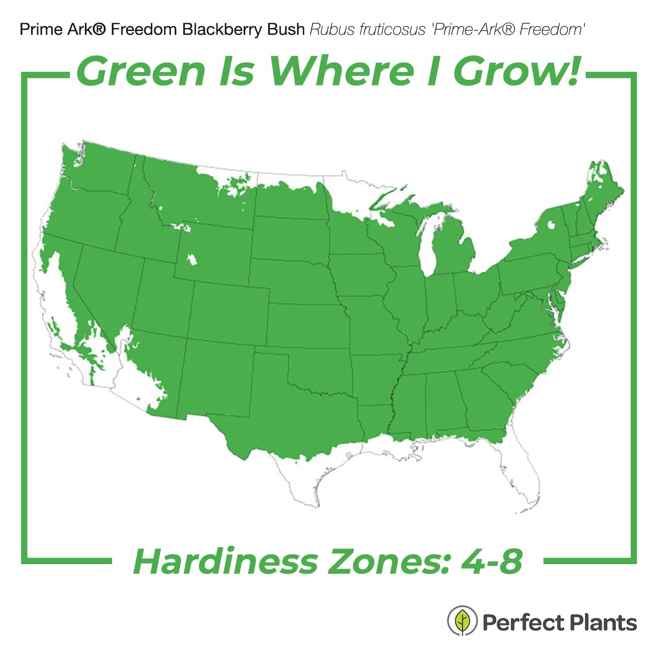 PERFECT PLANTS PrimeArk Freedom BlackBerry Bush 1 Gallon | Live Thornless Fruit for Outdoor Planting | Large Fruits for Home Gardens | Dark Purple Berries Emerge During Early Summer