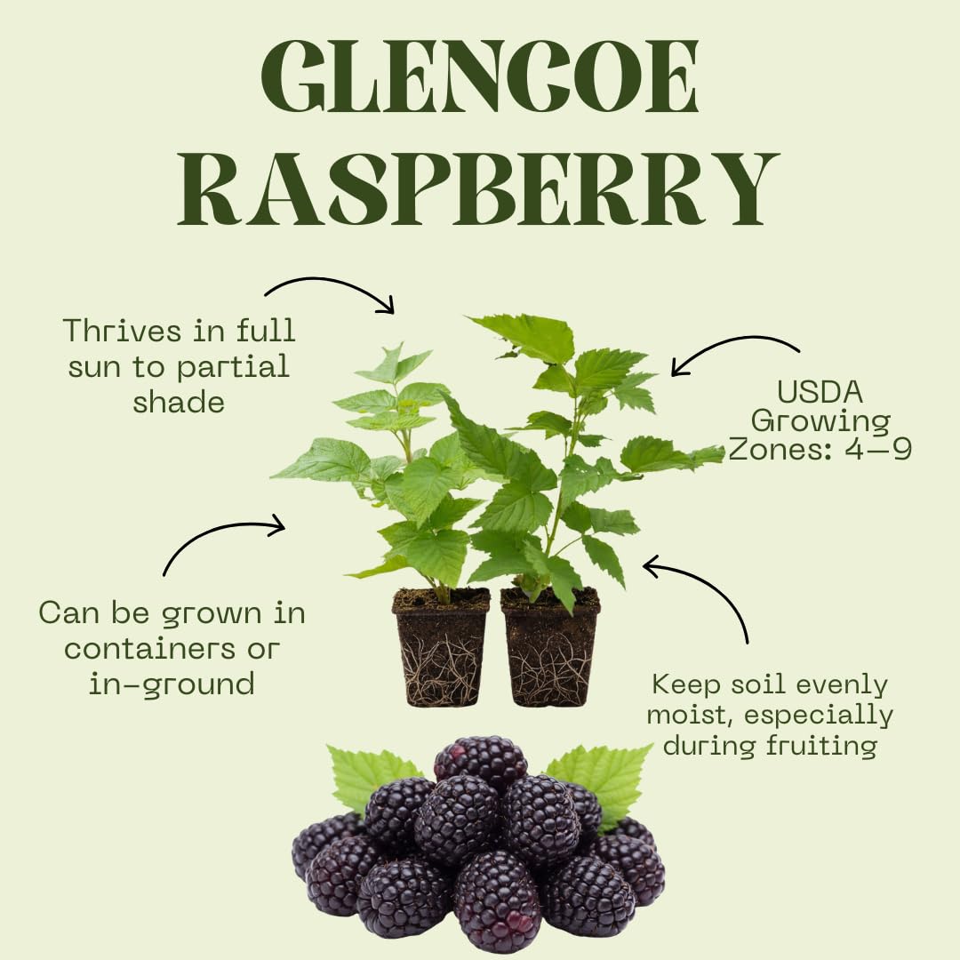 Set of 2 Raspberry Plants Live, Sweet Raspberry Bushes, 5-8 Inches Tall, Well-Rooted, Ready for Growing (Glencoe Raspberry)