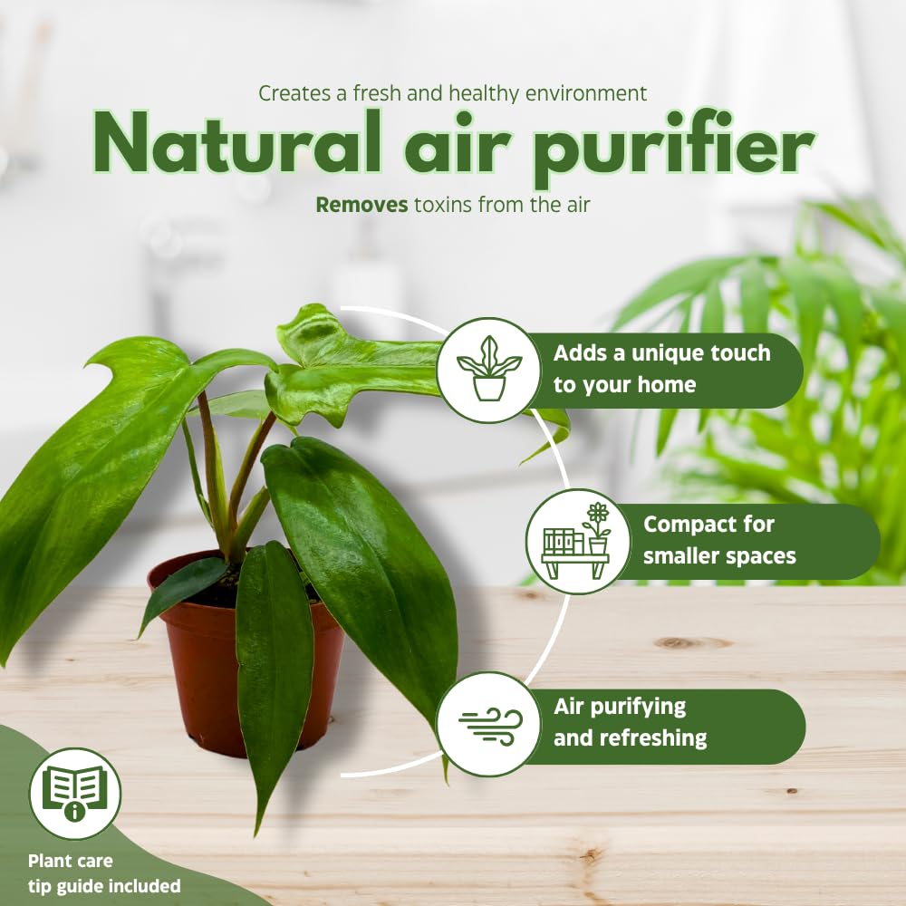 BubbleBlooms Philodendron Assortment Set, 4 inch pots, Set of 3, Indoor Houseplants Grower's Choice Variety