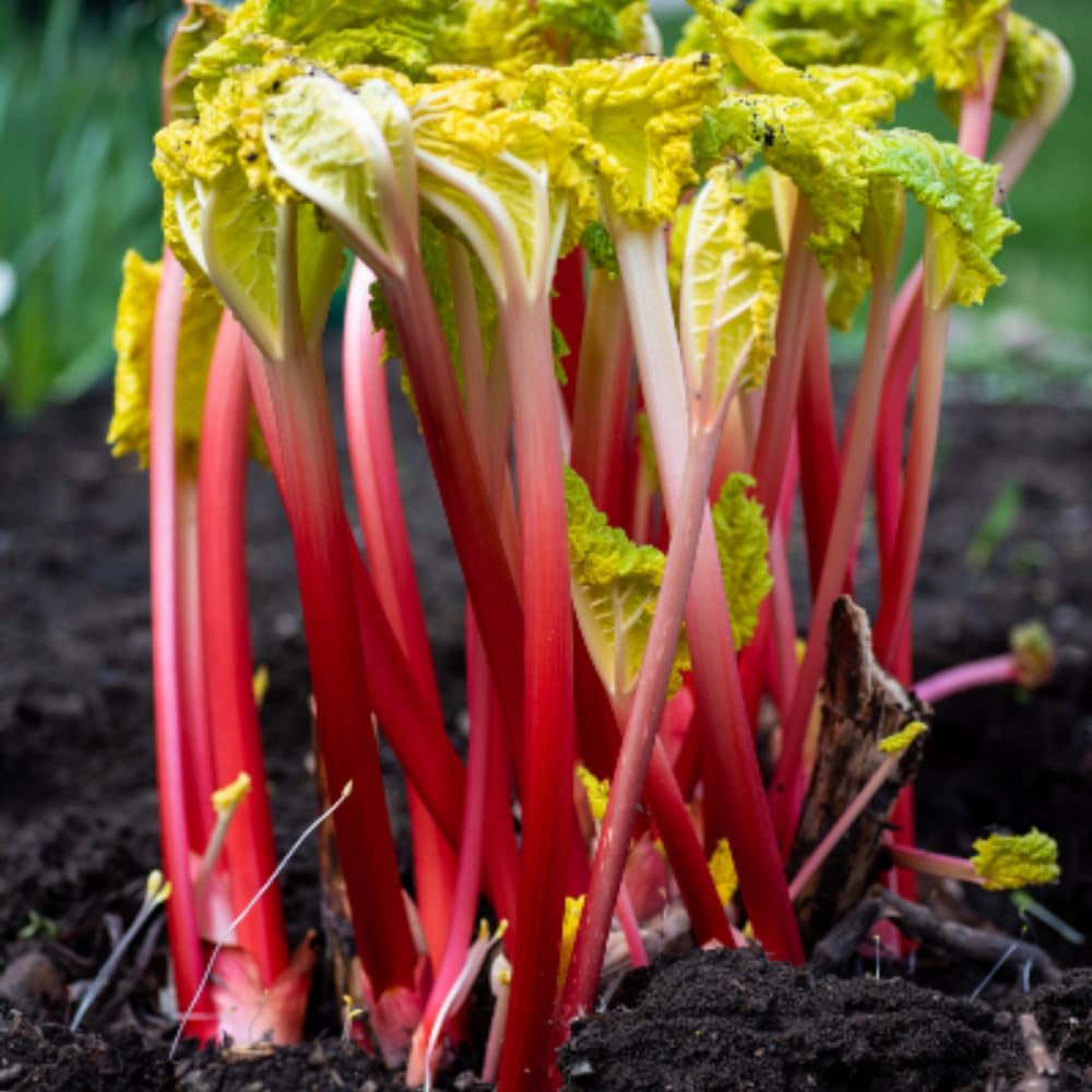 5 Rhubarb Plants Root for Planting, Red Rhubarb Plant Roots, Size 3 to 6 Inch, Perennial Hardy Vegetable Plants for Planting Outdoors