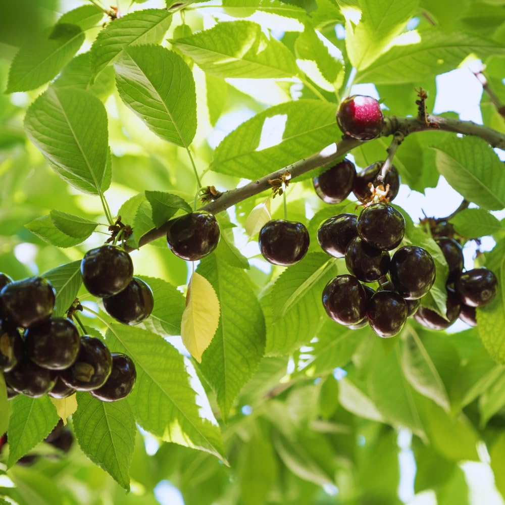 Set 2 Black Cherry Trees Live Plant, Sweet Cherry Plant Live, Wild Black Cherry Tree Plant from 1 Feet Tall