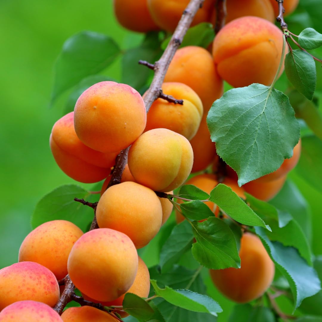 Live Apricot Tree for Planting, 2–3 ft Tall in 3-Gallon Pot, Fruit Tree, Suitable for Outdoor Garden Planting, No Ship to CA