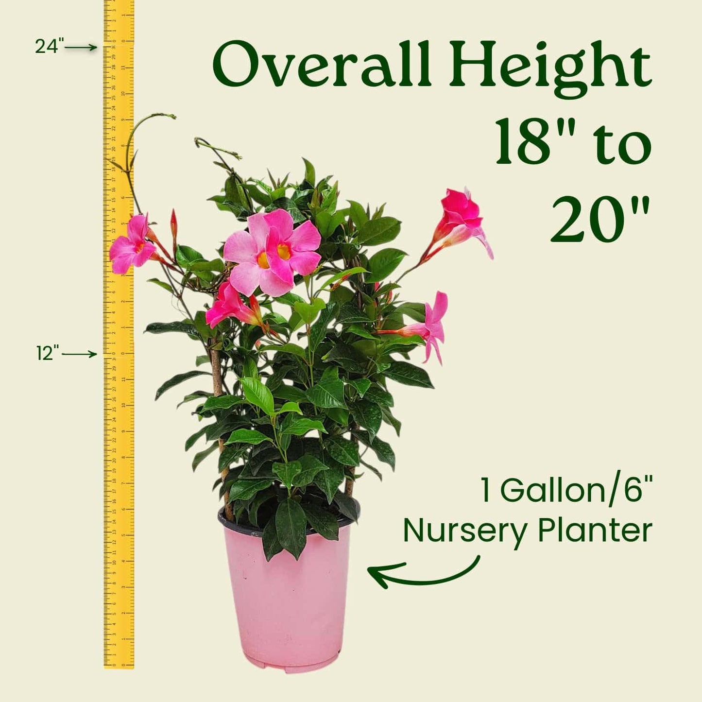 Pretty Pink Live Dipladenia Plant - Live Flowering Plant - Trellis - 18" Hoop, 18" to 20" Overall Height - 1 Gallon Planter - Tropical Plants of Florida (Plant Only)